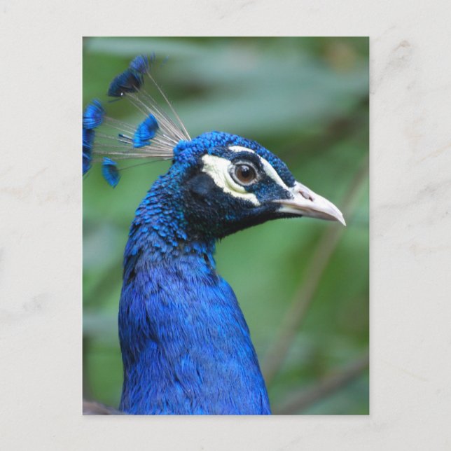 Postal Producto personalizar (Anverso)