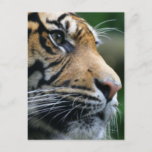 Postal Producto personalizar