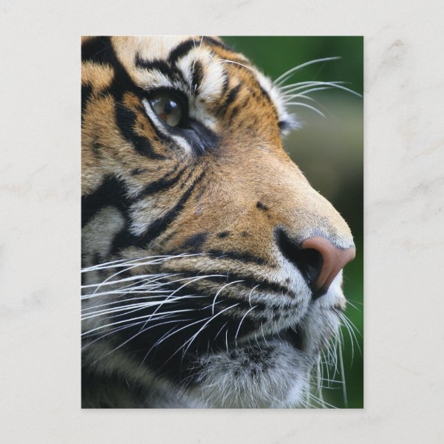 Postal Producto personalizar (Anverso)