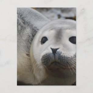 Postal Producto personalizar