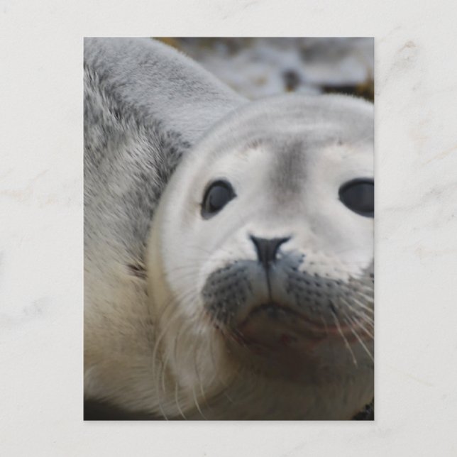 Postal Producto personalizar (Anverso)