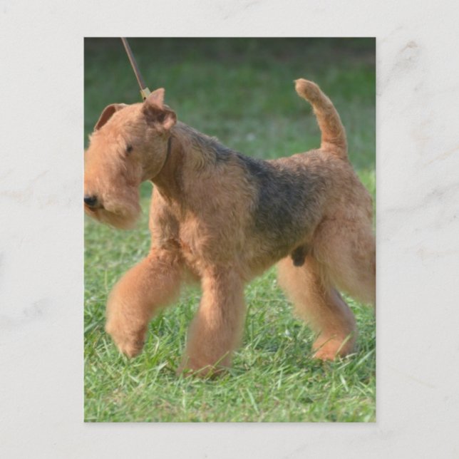 Postal Producto personalizar (Anverso)