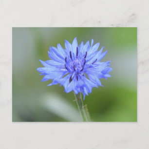 Postal Producto personalizar
