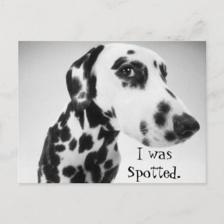 Postal Productos Dalmatianos