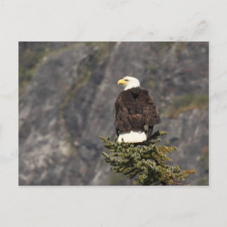 Postal Productos de águila calva