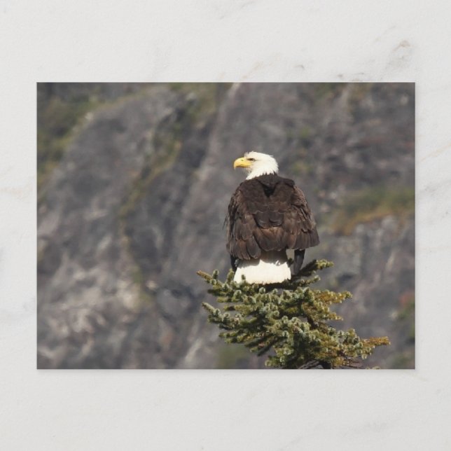 Postal Productos de águila calva (Anverso)