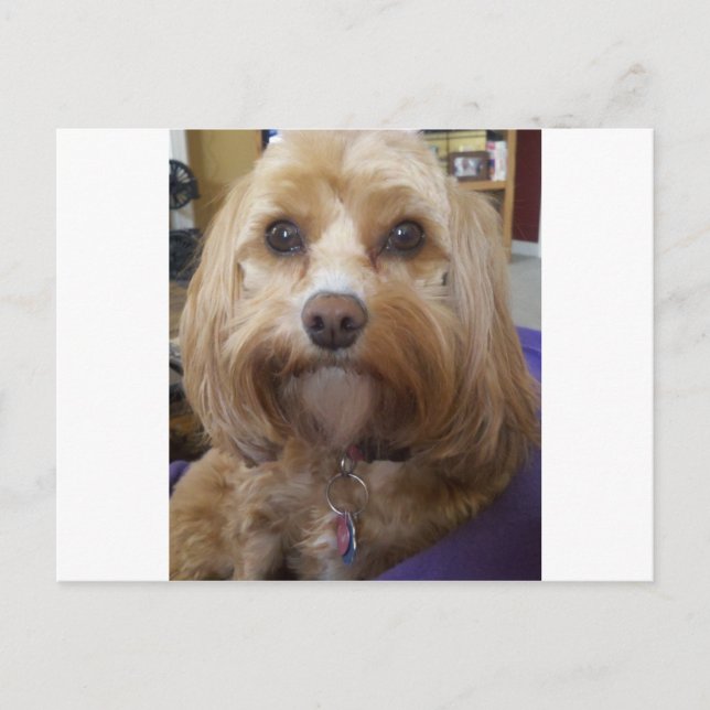 Postal Productos de Cavapoo o Cavadoodle (Anverso)