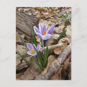 POSTAL PRODUCTOS DE FLORES DE PRIMAVERA