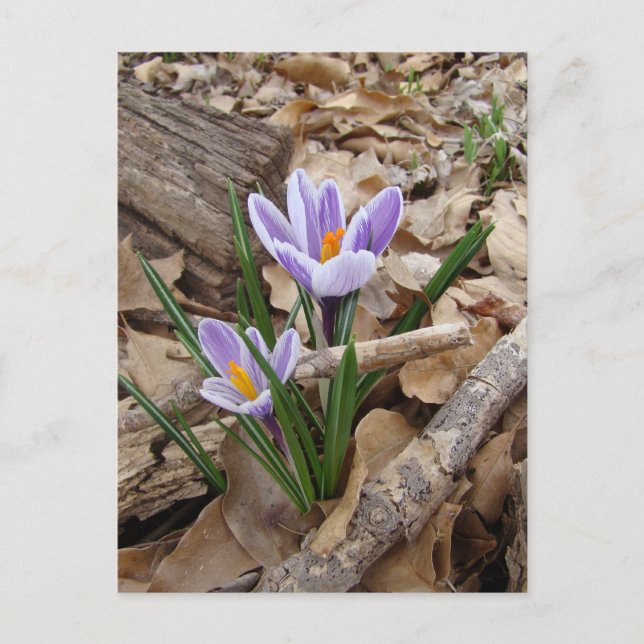 POSTAL PRODUCTOS DE FLORES DE PRIMAVERA (Anverso)