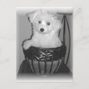 Postal Productos de MaltiPoo