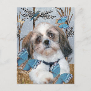 Postal Productos Shih Tzu y Butterflies
