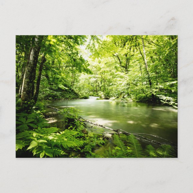 Postal Profundo en el bosque (Anverso)