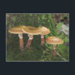 Postal Profundo En El Bosque De Los Muslos<br><div class="desc">Esta postal contiene hongos en lo profundo del bosque de Killingworth,  Connecticut.</div>