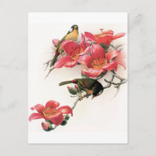 Postal Profusión rosa