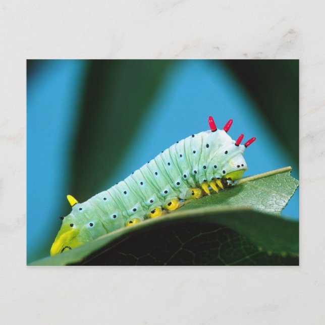 Postal Prometheus Moth Caterpillar, Callosamia (Anverso)