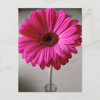 Postal Promise Gerbera