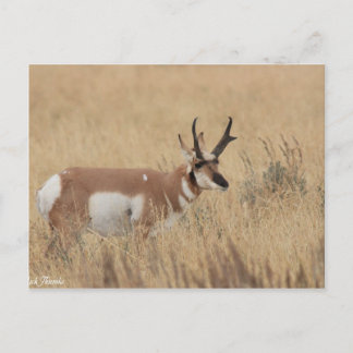 Postal Pronghorn