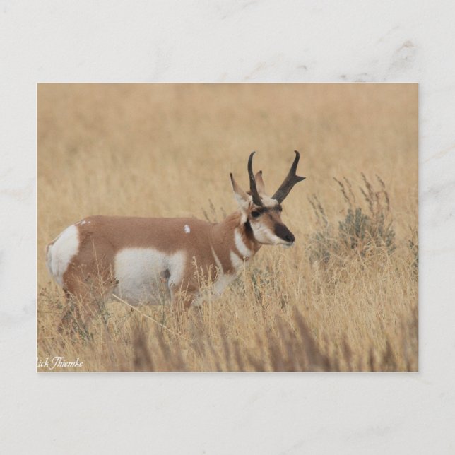 Postal Pronghorn (Anverso)