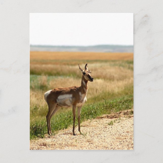 Postal Pronghorn Antelope (Anverso)