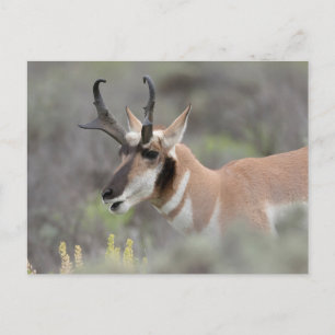Postal Pronghorn Antelope Buck Grandes tetones