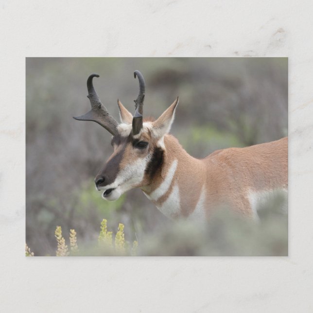 Postal Pronghorn Antelope Buck | Grandes tetones (Anverso)