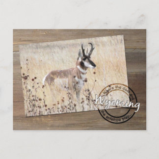 Postal Pronghorn Antelope Foto de Wood - Wyoming WY USA