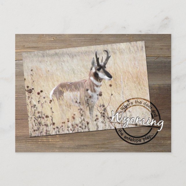 Postal Pronghorn Antelope Foto de Wood - Wyoming WY USA (Anverso)