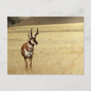 Postal Pronghorn Antelope Wildlife Series # 9 Postcard