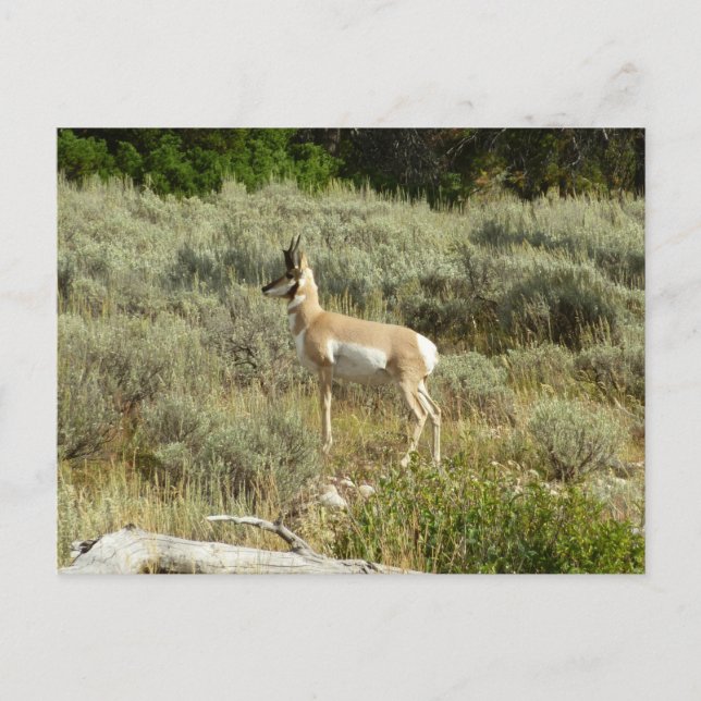 Postal Pronghorn en el Parque Nacional de Grand Teton (Anverso)