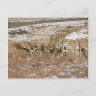 Postal Pronghorn Mob