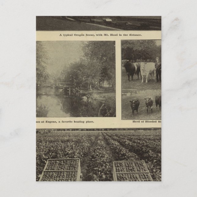 Postal Prosperidad, abundancia en Oregón (Anverso)