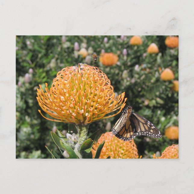Postal Protea Bee & Butterfly (Anverso)
