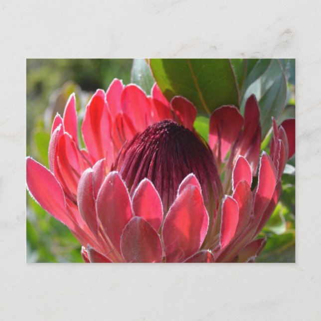 Postal Protea Flor Sudáfrica (Anverso)