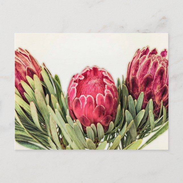 Postal Protea Flor Sudáfrica (Anverso)