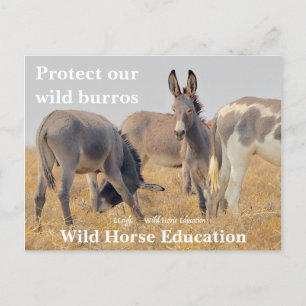 Postal Proteger a nuestro salvaje Burros