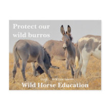 Proteger a nuestro salvaje Burros