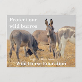 Postal Proteger a nuestro salvaje Burros