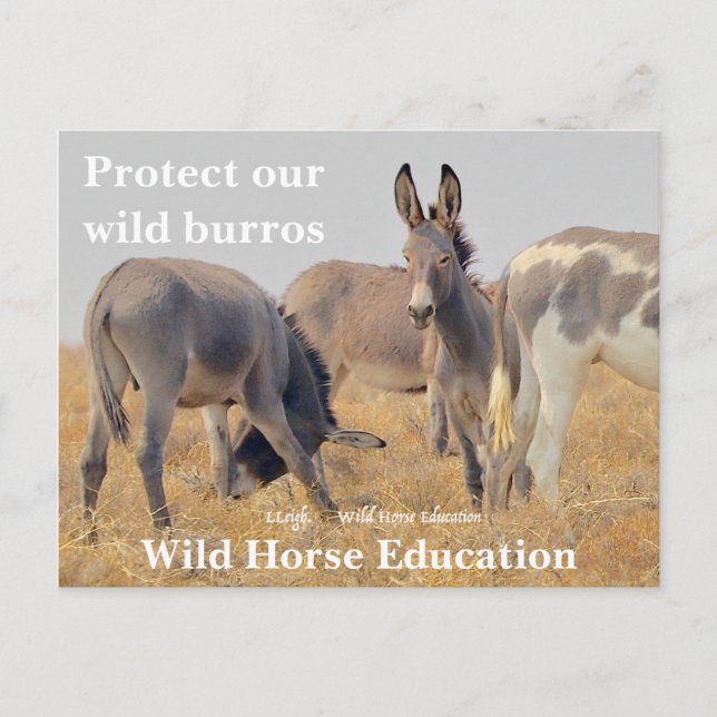 Postal Proteger a nuestro salvaje Burros (Anverso)