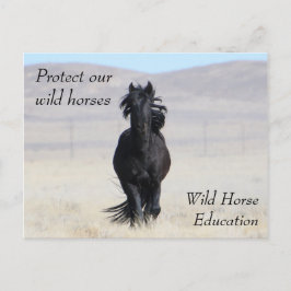 Postal Proteger nuestros caballos salvajes