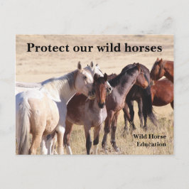Postal Proteger nuestros caballos salvajes