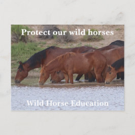Postal Proteger nuestros caballos salvajes