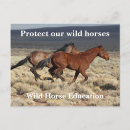 Postal Proteger nuestros caballos salvajes