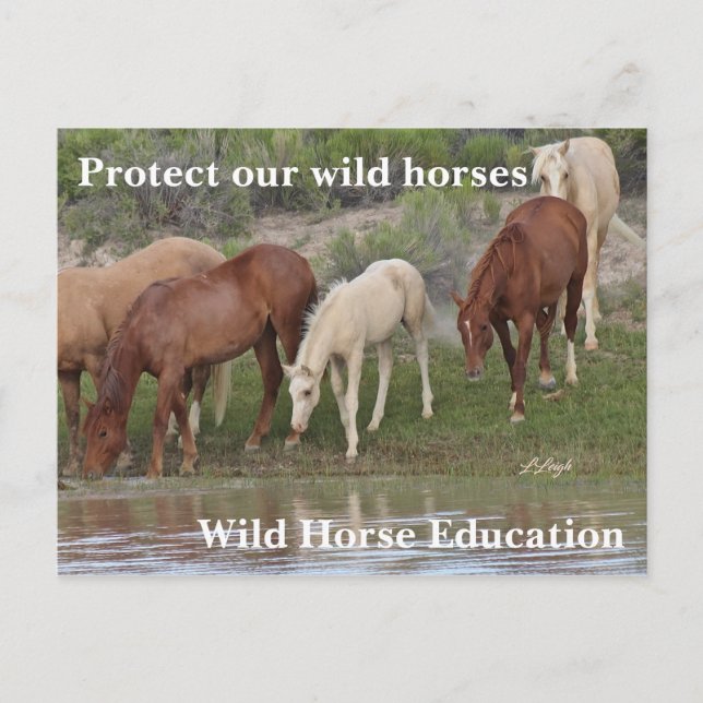 Postal Proteger nuestros caballos salvajes (Anverso)