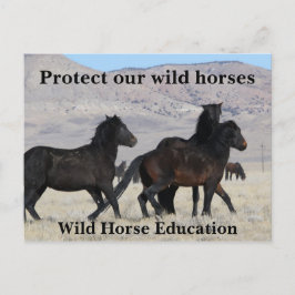 Postal Proteger nuestros caballos salvajes