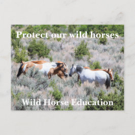 Postal Proteger nuestros caballos salvajes