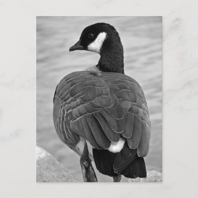 Postal Proud Goose (Anverso)