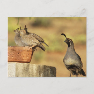 Postal Proud Papa Quail