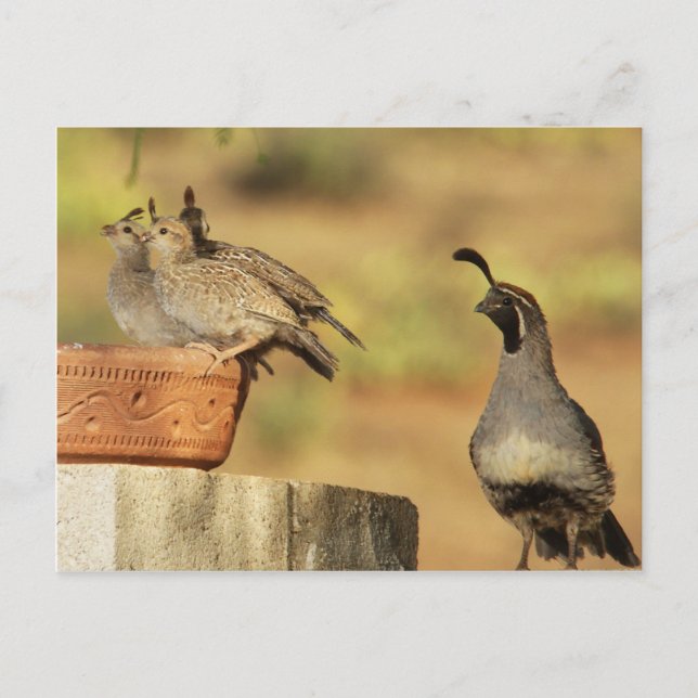 Postal Proud Papa Quail (Anverso)