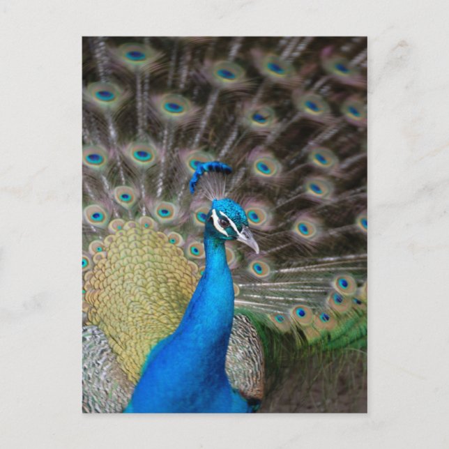 Postal Proud Peacock (Anverso)
