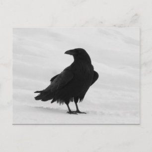 Postal Proud Raven